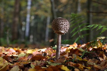 Macrolepiota procera - Photo of parasol mushroom on grass © leomalsam