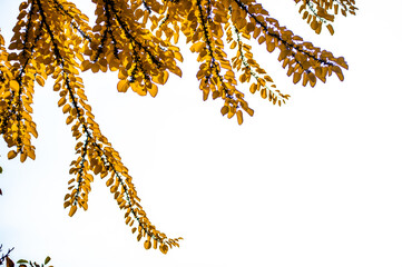 Background of yellow autumn leaves on a tree