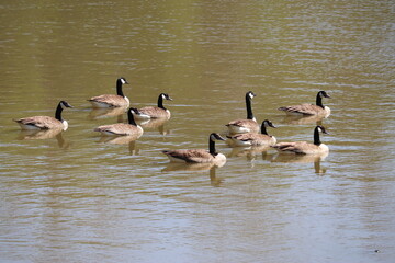 Geese swim in lake water