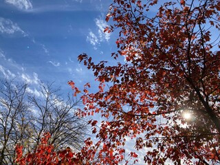 autumn leaves against blue sky