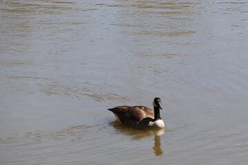 Goose swims in lake water