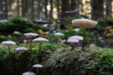 White forest mushrooms grew on the fallen tree