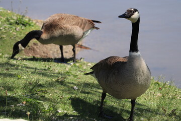 Geese graze on the green shore of the lake