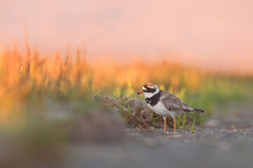 Ringed plover in late summer sunset light fire