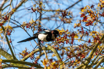 Magpie bird sitting in a tree