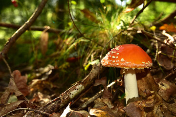 Red mushroom amanita toxic, also called panther cap or false blusher, in a woods' natural ambient. Poisonous, medicinal, edible, deadly. Human health. Forest Grass Background