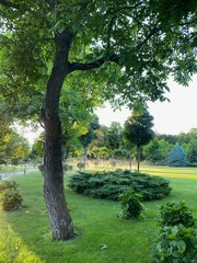 trees in the park