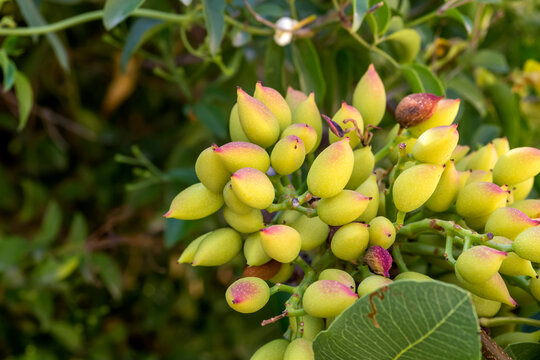 Green pistachios on a branch close-up