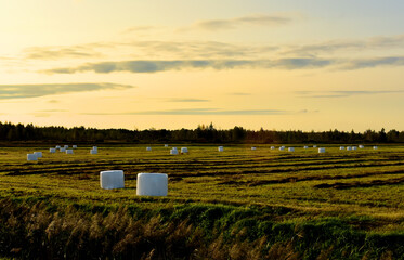 Hay in rolls in white packages on field is stored in open on sunset background. Harvesting dry...