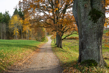 Oak trees near rural road autumn landscape.