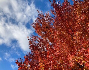 red autumn leaves against blue cloudy sky