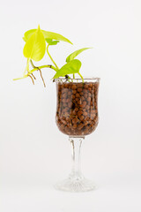 Small plant for decoration home concept. Ivy arum growth in transparent vine glass isolated on white background.
