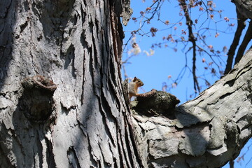 Squirrel sitting on a tree