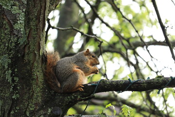 Squirrel sitting on a tree