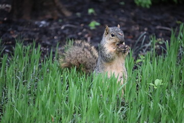 The squirrel sits in the grass and gnaws something