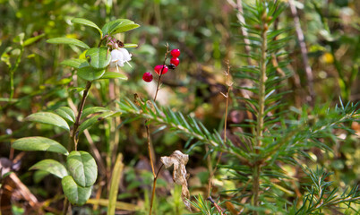 Macro of the Lily of the valley, Convallaria majalis, tree red berries on a single branch against the background of a green forest in autumn.