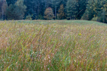 Natural fall meadow near the forest. Autumn beauty in windy, rainy day.