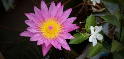 purple lotus