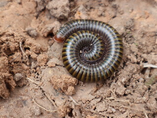 The dark brown millipede curled up on the ground