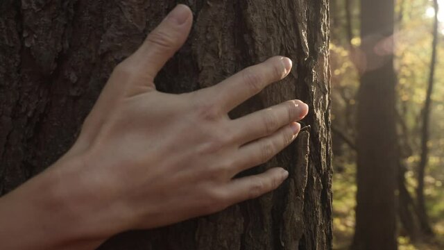 Female Hand Touching and Stroking Bark of Pine Tree in Forest. Hand Touching Old Majestic Oak Tree. Loving Nature. Harmony Calm Relaxation. Save Earth Green Planet .