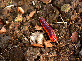 Worm is the large caterpillar. Red Mopane worms on ground. Big and long worm caterpillar insect larva from the order Lepidoptera (butterflies)