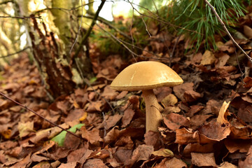 Edible brown cap boletus among the grass and moss in autumn forest. Awesome fungus Aspen Mushroom against the background of green vegetation. Rough-stemmed bolete grows in in wildlife. Birch bolete
