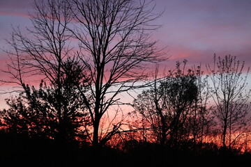 Branches of trees against the background of an evening sunset