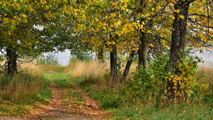 Autumn trees on the banks of a beautiful forest lake.