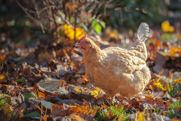 A ginger hen walks on a leafy lawn on a small farm in October.