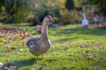 A gray domestic goose walks the lawn of a small farm in October.