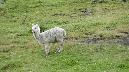 Naklejka na ściany i meble Alpaka (Vicugna pacos), Ecuador. Eine aus den Anden stammende, domestizierte Kamelform, die vorwiegend wegen ihrer Wolle gezüchtet wird. 