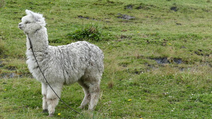Naklejka na ściany i meble Alpaka (Vicugna pacos), Ecuador. Eine aus den Anden stammende, domestizierte Kamelform, die vorwiegend wegen ihrer Wolle gezüchtet wird. 