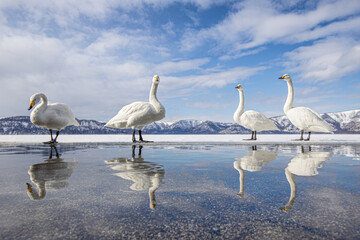 白鳥 屈斜路湖 砂場 北海道