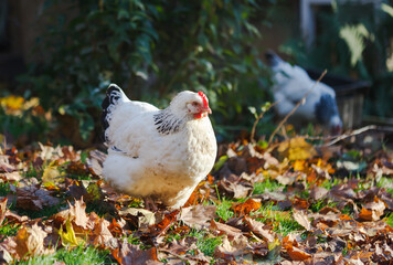Two white chickens walk on a lawn covered with leaves on a small farm in October.