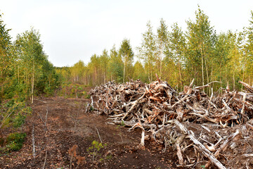 Root from tree from peat bogs. Roots from trees after draining a swamp for peat and oil extraction. Gray wooden background of dead trees. Pile of wood roots