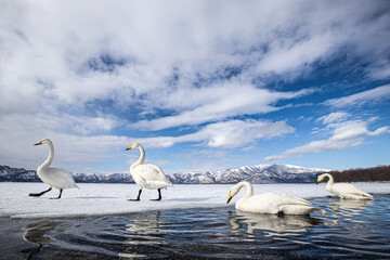 白鳥 屈斜路湖 砂場 北海道 © Shan W