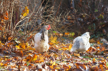 Two white chickens walk on a lawn covered with leaves on a small farm in October.