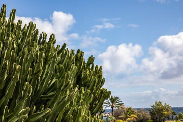 Cactuses in the blue sky.