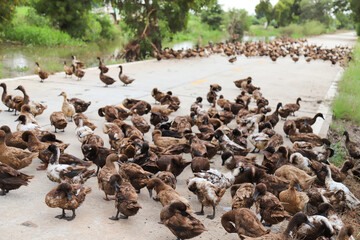 Scenery of herd of ducks on the ground.