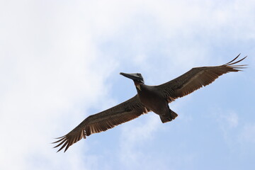 Pelican flying against cloudy sky