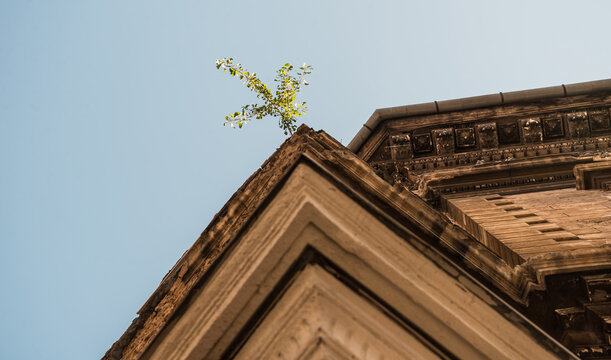 raw green flower growing on top of building