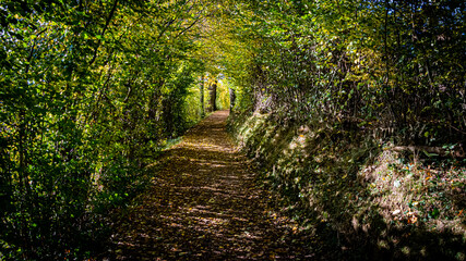die hohle Laubgasse von Ferenberg