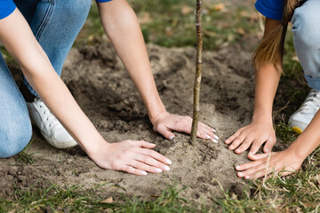 Fototapeta na wymiar cropped view of mother and daughter planting young tree in forest, ecology concept