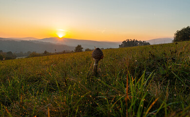Fototapeta na wymiar Macrolepiota procera edible mushroom in nature at sunrise