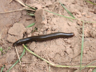 dark brown millipede crawling on the ground