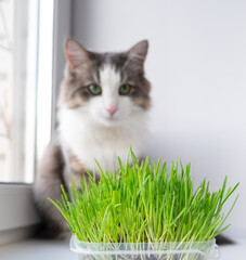 cute cat eating healthy grass