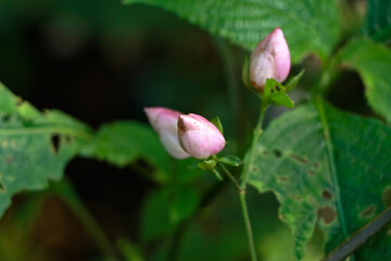 Light pink color flower buds of a wild plant belonging to Strobilanthes species