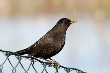 Common blackbird