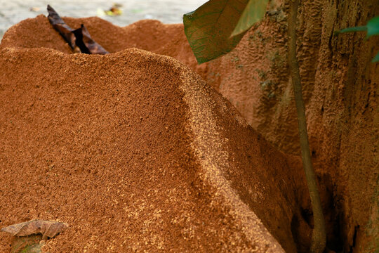 Ant  hill around the bottom of a tree