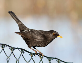 Common blackbird